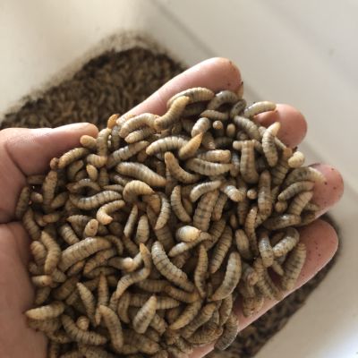 WEDA Insects Larvae