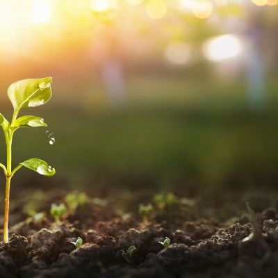 WEDA Insects Dünger