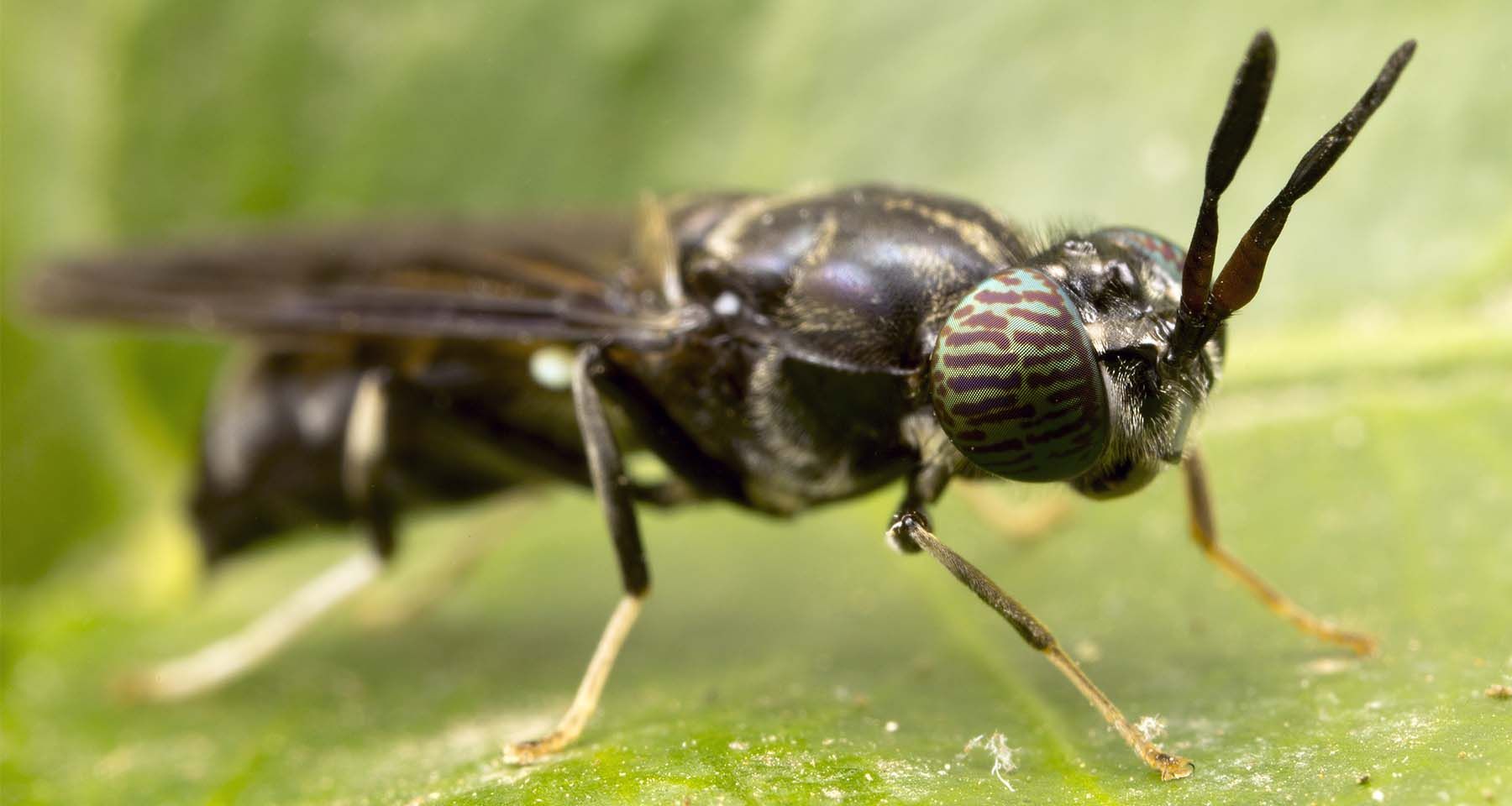Hedader Black Soldier Fly